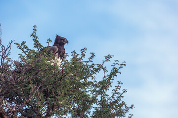 Martial Eagle standing on a tree in Kgalagadi transfrontier park, South Africa; Specie Polemaetus bellicosus family of Accipitridae