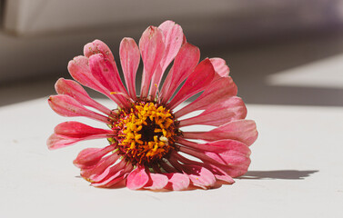 pink gerber flower