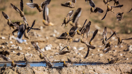 Namaqua sandgrouse flock flying over waterhole in Kgalagadi transfrontier park, South Africa; specie Pterocles namaqua family of Pteroclidae