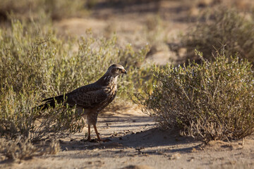Pale Chanting-Goshawk juvenile hunting on ground in Kgalagadi transfrontier park, South Africa; specie Melierax canorus family of Accipitridae