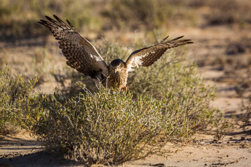 Obraz premium Pale Chanting-Goshawk juvenile hunting on ground in Kgalagadi transfrontier park, South Africa; specie Melierax canorus family of Accipitridae