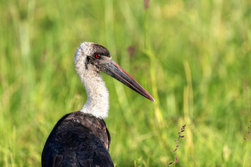 A woolly-necked stork in the Masai Mara, Kenya, a large wetland bird with a blood-red eye, against a green foliage background with space for text