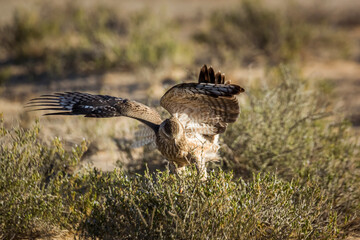 Fototapeta premium Pale Chanting-Goshawk juvenile hunting on ground in Kgalagadi transfrontier park, South Africa; specie Melierax canorus family of Accipitridae