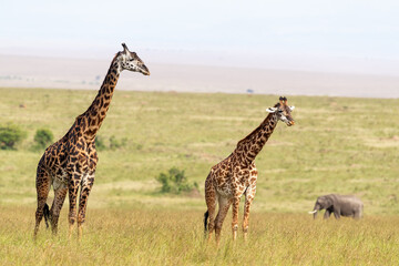 A pair of Masai giraffes in the lush grasslands of the Masai Mara, with an elephant in the background.