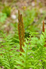 Cinnamon fern growing outdoors