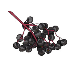 Vector colorful illustration of hand drawn elderberry branch isolated on white background