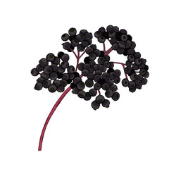 Vector colorful illustration of hand drawn elderberry branch isolated on white background