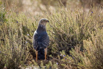 Pale Chanting-Goshawk standing in flowering scrubland in Kgalagadi transfrontier park, South Africa; specie Melierax canorus family of Accipitridae