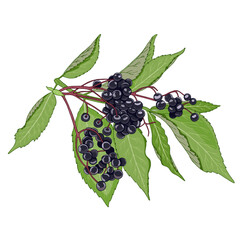 Vector colorful illustration of hand drawn elderberry branch isolated on white background