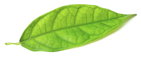 single fresh cocoa leaf isolated on white background
