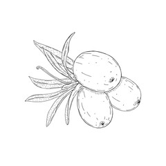 Vector illustration of black line hand drawn branch of sea buckthorn with berries isolated on white background