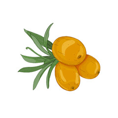 Vector illustration of a branch of sea buckthorn with berries isolated on white background