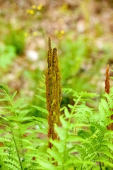 Cinnamon fern gone to seed