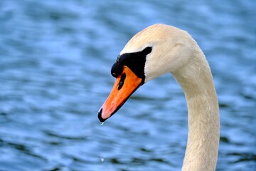 Obraz premium Schwan