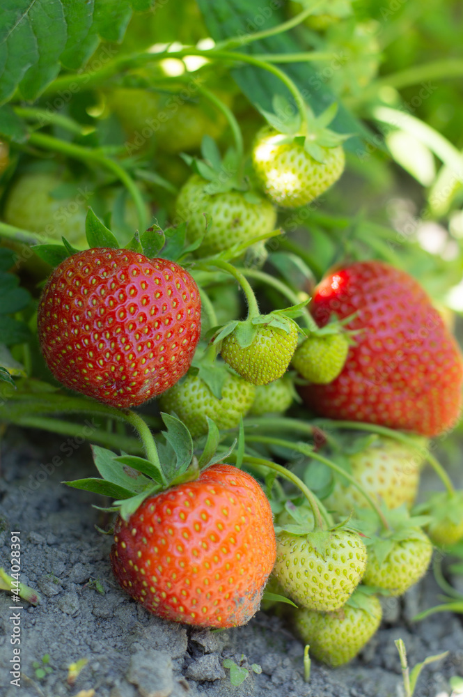 Wall mural Blurred image of a bush with ripe and green strawberries in a garden on a sunny summer day. - Wall murals