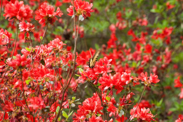 Monarch Butterfly on Azalea blooms