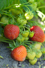 Blurred image of a bush with ripe and green strawberries in a garden on a sunny summer day.