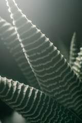 Macro photography of plant leaves on a dark background.