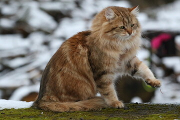 Siberian Cat tabby