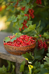 Still-life. A plate with red currants.