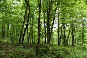 Fototapeta na wymiar A maple forest in summer, Québec, Canada