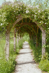Fototapeta na wymiar Rose arbour with path and roses in bloom