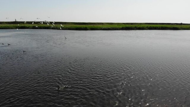 Kalmykia, a lake in the steppe. Herons fly over the water. 