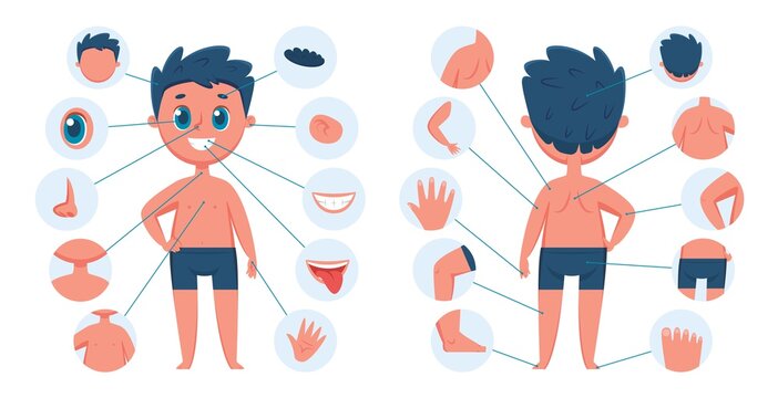 Boy body parts. Child body part anatomy education for children. Learning face parts for kids. Vector preschool educational infographic. Human medical or biological study male elements