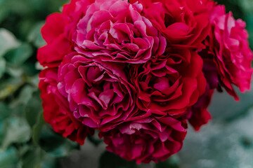 Macro photo of a rose flower growing in the open ground, in natural conditions