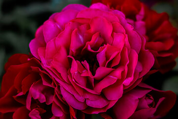 Macro photo of a rose flower growing in the open ground, in natural conditions
