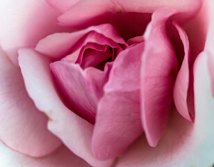 Macro photo of a rose flower growing in the open ground, in natural conditions
