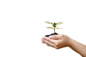 hand holding small tree on white background eco earth day concept