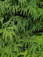 fern  leaves 