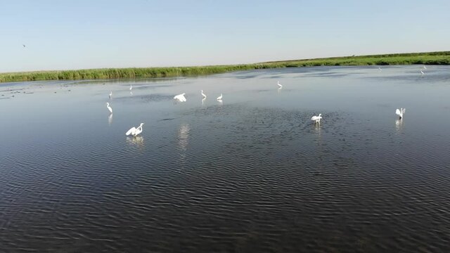 Kalmykia, a lake in the steppe. Herons take off from the water. 