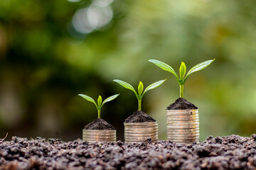 Coins and plants are grown on a pile of coins for finance and banking. The idea of saving money and...