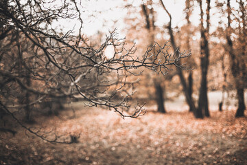 Beautiful autumn scene with brown branches on blurred falling leaves background. Fall natural outdoor landscape background design for social media, seasonal quotes. Vintage sepia design, copy space