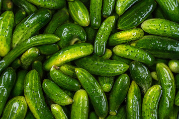 Freshly torn cucumbers in running water.
