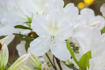 White Azalea blooming