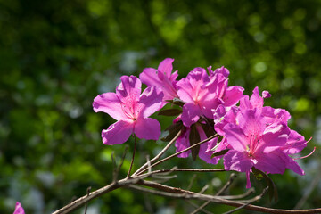 Pink Azalea blooms