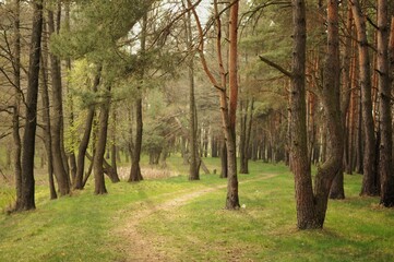 Track in beautiful spring pine trees forest. Peaceful time. Clean environment
