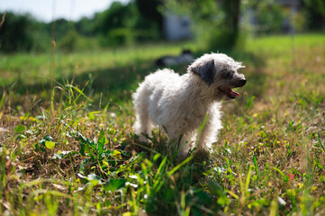 Small, long hair dog panting on hot summer day, standing on green lawn. High temperature, heat wave.