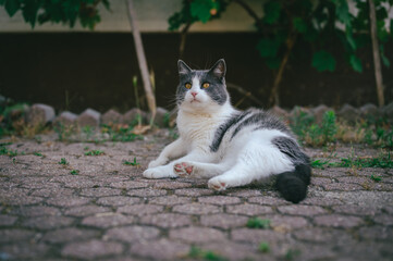 Beautiful domestic cat lying outdoor and curiously looking at something with big orange eyes. Awkward body position.