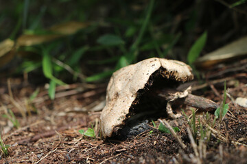 庭に生えてきたキノコ