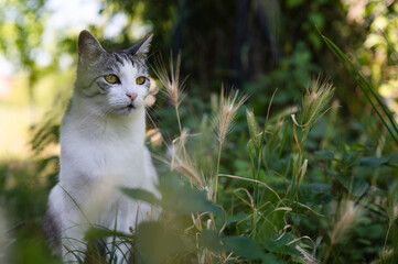 Beautiful domestic cat sitting outdoor in deep grass and curiously looking at something with big orange eyes