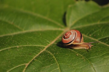 snail on leaf