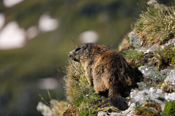 Obraz premium Murmeltier