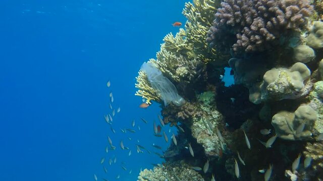 Transparent plastic bag hung on a beautiful coral reef, tropical fish swim nearby. Plastic pollution of the ocean. Plastic bag and school of Arabian Chromis (Chromis flavaxilla)
