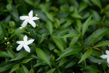 Andaman satinwood white flower