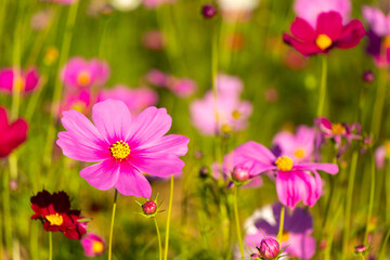 Obraz na płótnie Canvas Beautiful pink color cosmos (Mexican aster) flower background