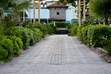 Summer promenade and decorative evergreen bushes. Copy space. Beautiful places in Turkey. Selective focus.